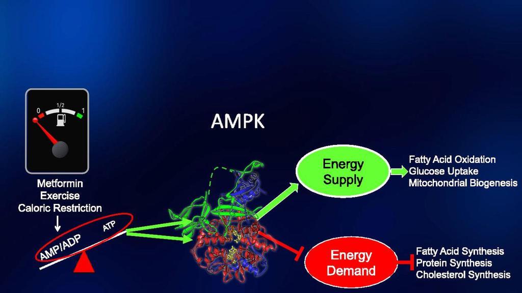 Metformin, exercise, and caloric restriction increase the activity of AMPK, which is a cellular fuel gauge that senses changes in adenine nucleotides to