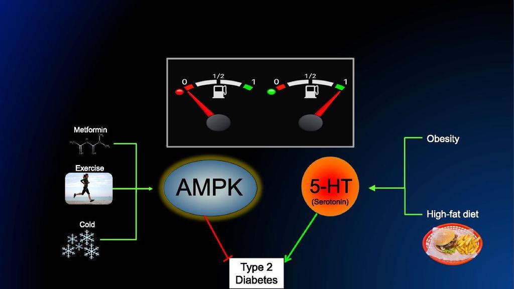 AMPK and peripheral serotonin (5-HT) are highly conserved fuel sensors that may be targeted for the