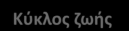 ΗΒV