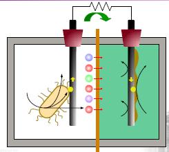 Η αρχή λειτουργίας της ΜΚΚ Ηλεκτρισμός Εξωτερική αντίσταση CO 2 Καταλύτης e - Βακτήρια H 2 O H + 6O 2 Άνοδος CEM Κάθοδος