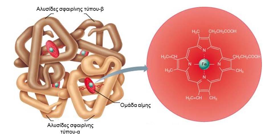2. Αιμοσφαιρίνη 2.1 Δομή και λειτουργία της ανθρώπινης αιμοσφαιρίνης Η αιμοσφαιρίνη αποτελεί την κύρια πρωτεΐνη των ερυθροκυττάρων του αίματος των σπονδυλωτών.