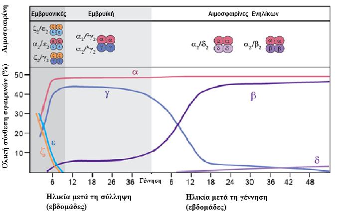 Οι διαφορετικοί τύποι αιμοσφαιρίνης ενός φυσιολογικού ατόμου διαφέρουν μεταξύ τους ως προς ορισμένες ιδιότητες οι οποίες τους παρέχουν συγκεκριμένα πλεονεκτήματα κατά τα διάφορα στάδια ανάπτυξης.