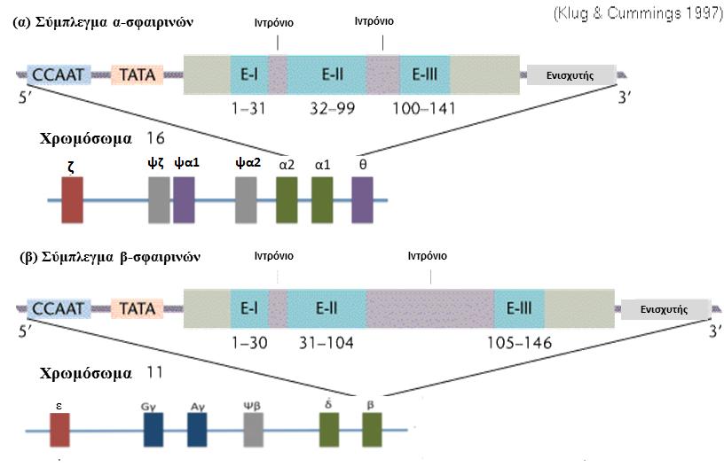 του mrna στους τελικά διαφοροποιημένους ερυθροβλάστες να είναι α1:α2=1:2,6 [27-29]. Το σύμπλεγμα των β-σφαιρινών εντοπίζεται στο χρωμόσωμα 11 και πιο συγκεκριμένα στη θέση 11p15.