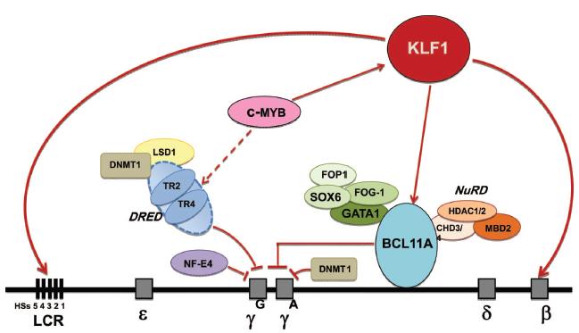 των υποκινητών των σφαιρινικών γονιδίων με την LCR. Θέσεις πρόσδεσης της SSP έχουν βρεθεί στον υποκινητή και την 5 UTR του γ-γονιδίου [49].