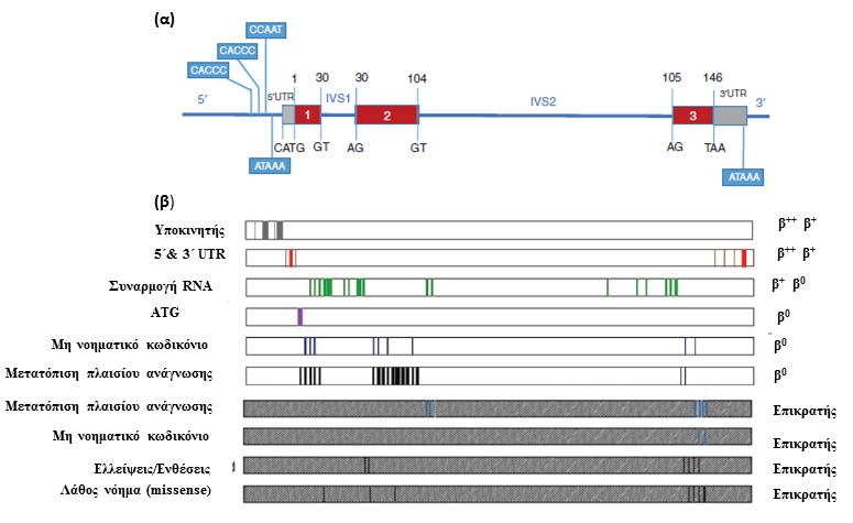 Εικόνα 11: Είδη και θέσεις μεταλλάξεων στο γονίδιο της β-σφαρίνης (προσαρμογή από Origa,
