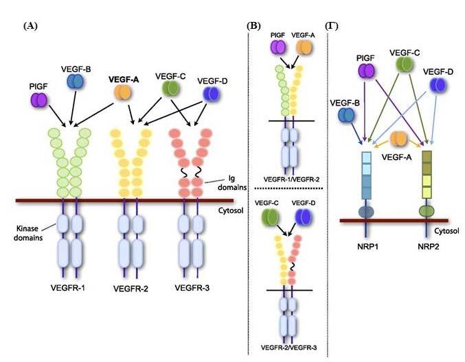 Εικόνα 18: Τα μέλη της οικογένειας VEGF και οι υποδοχείς τους VEGFRs.
