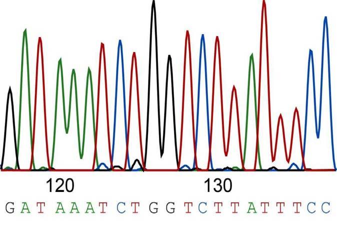 αλληλουχία του DNA αποδίδεται ως μια σειρά από έγχρωμες κορυφές με κάθε χρώμα να αντιστοιχεί σε ένα συγκεκριμένο νουκλεοτίδιο (εικόνα 22) [159]. Εικόνα 22: Χρωματογράφημα αλληλούχισης κατά Sanger.