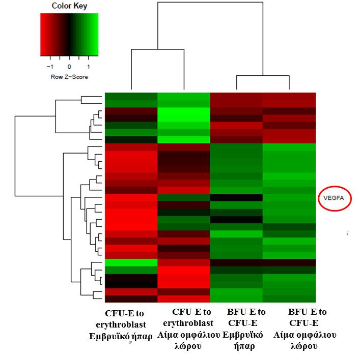Εικόνα 26: Χρωμοδιάγραμμα διαφορικής έκφρασης γονιδίων κατά τη διαφοροποίηση των κυττάρων της ερυθράς σειράς Αυτό που είναι ενδιαφέρον είναι ότι γονίδια τα οποία υπερεκφράζονται στη μια ομάδα
