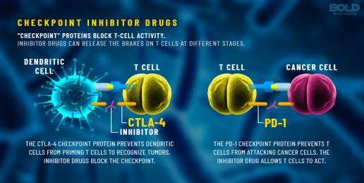 CD8+ T-cells B-cells Ασθενής ανοσολογική απάντηση Cytotoxic