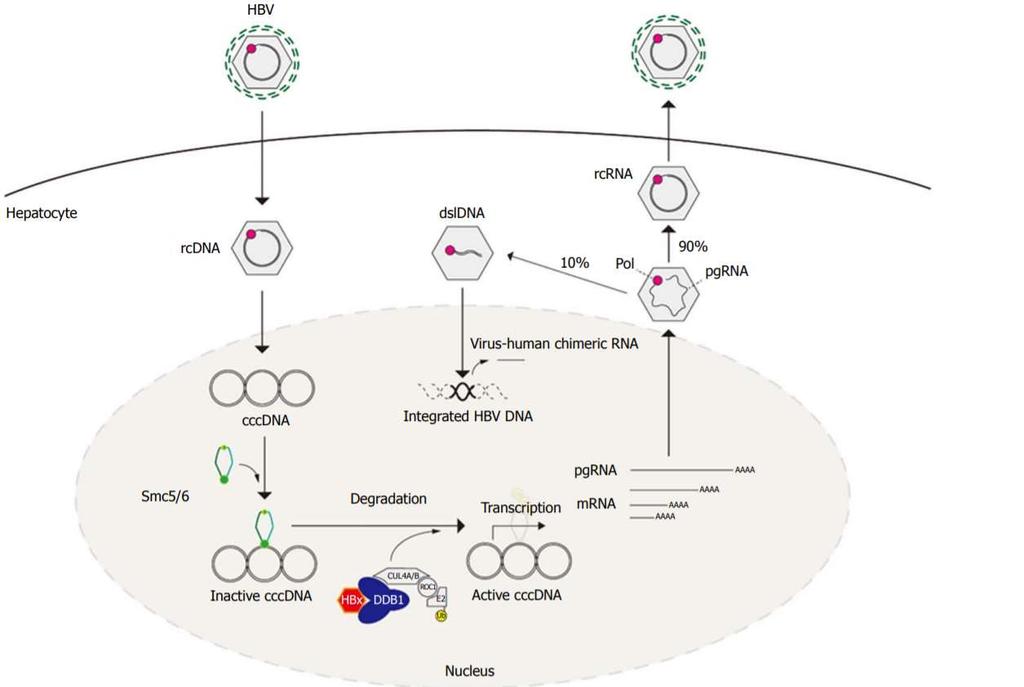 Structural maintenance of chromosomes 5 and 6 (Smc5/6) can silence cccdna double stranded linear DNA (dsldna) rcdna HBV regulatory protein X (HBx) hijacks the Cullin 4- ROC1 RING E3 ubiquitin ligase