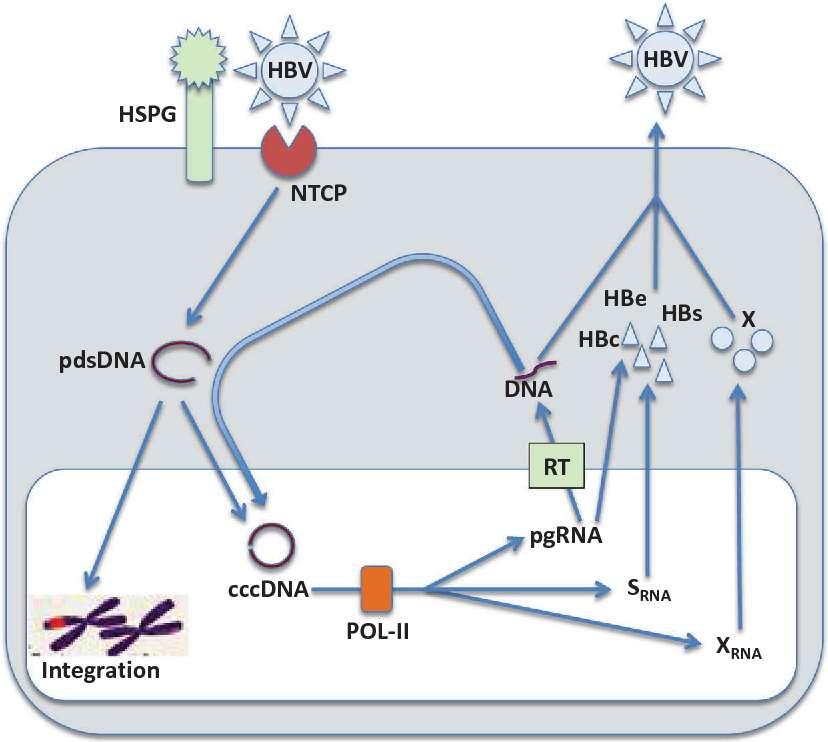 HBV life cycle.