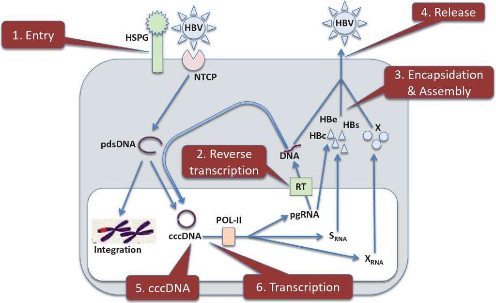 Major HBV therapeutic targets.