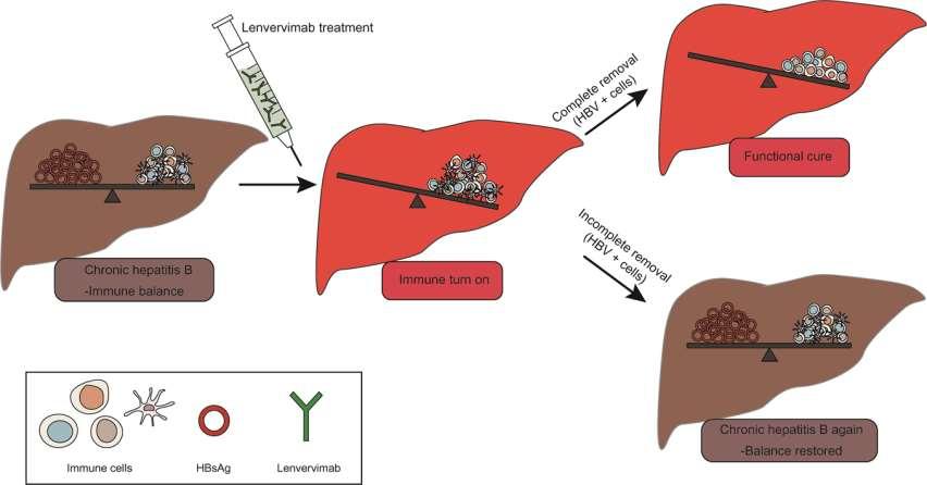 Lenvervimab, a mab against HBsAg, can induce sustained HBsAg loss in a chronic hepatitis B mouse model FIGURE Lenvervimab treatment Functional cure Chronic hepatitis B: Immune balance Immune response