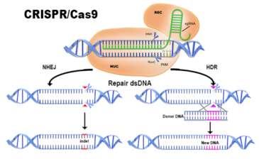Gene therapy (nucleases) Enhance host factors Lok.