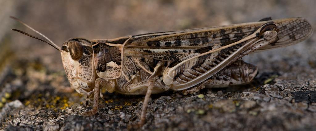 ΤΑΞΗ ORTHOPTERA ΥΠΕΡΤΑΞΗ