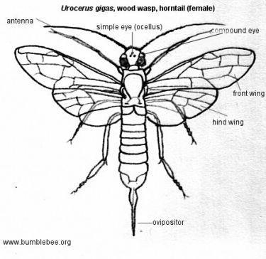 ΤΑΞΗ HYMENOPTERA ΥΠΟΤΑΞΗ SYMPHYTA Κοιλία συνδεδεμένη με τον θώρακα με ευρεία βάση Προνύμφες