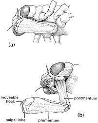 ΔΙΑΙΡΕΣΗ PALEOPTERA ΤΑΞΗ