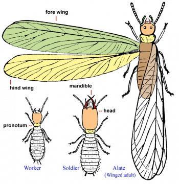 ΤΑΞΗ ISOPTERA ΥΠΕΡΤΑΞΗ