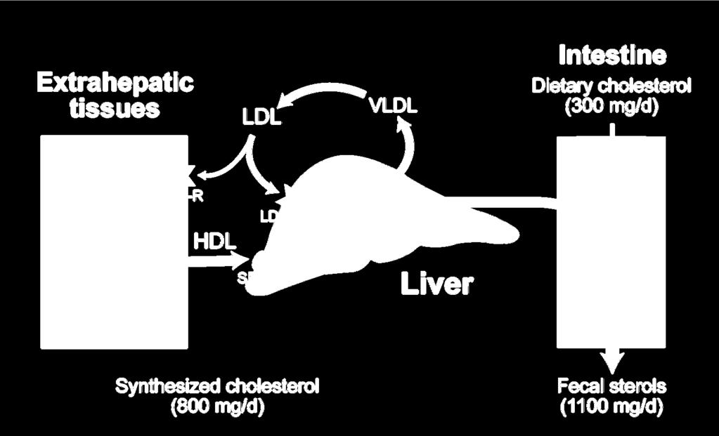 Το ισοζύγιο χοληστερόλης στον άνθρωπο Διατροφική χοληστερόλη (300 mg/day) Βιοσύνθεση χοληστερόλης (1000 mg/day) Στερόλες κοπράνων (1300 mg/day) Chol = χοληστερόλη, VLDL = λιποπρωτεϊνες πολύ χαμηλής