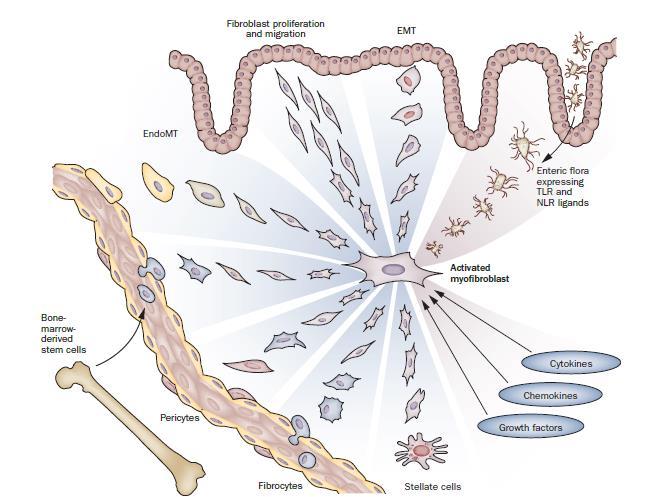 Προέλευση κυττάρων με χαρακτηριστικά ινοβλαστών στο εντερικό τοίχωμα Ιστικοί ινοβλάστες Επιθηλιακά κύτταρα μέσω μεταλλαγής (EMT) Ενδοθηλιακά κύτταρα μέσω