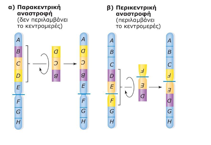 Αναστροφή Προκύπτει από τη θραύση ενός χρωμοσώματος και εν συνεχεία