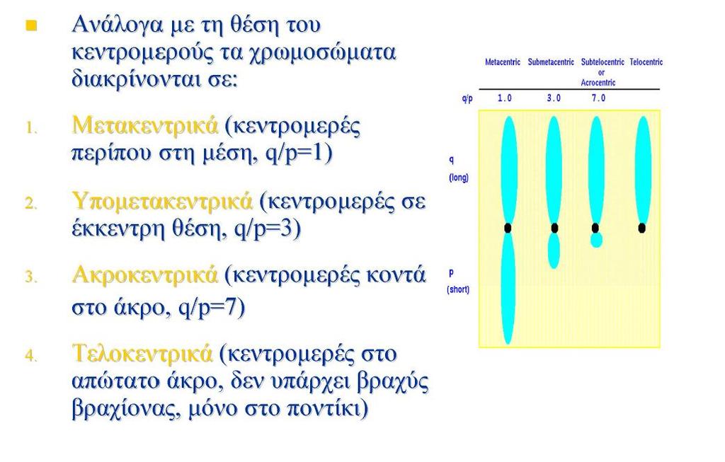 Δομή χρωμοσωμάτων -Ανάλογα με τη θέση του κεντρομέρους τα χρωμοσώματα διακρίνονται σε: -Μετακεντρικά- το