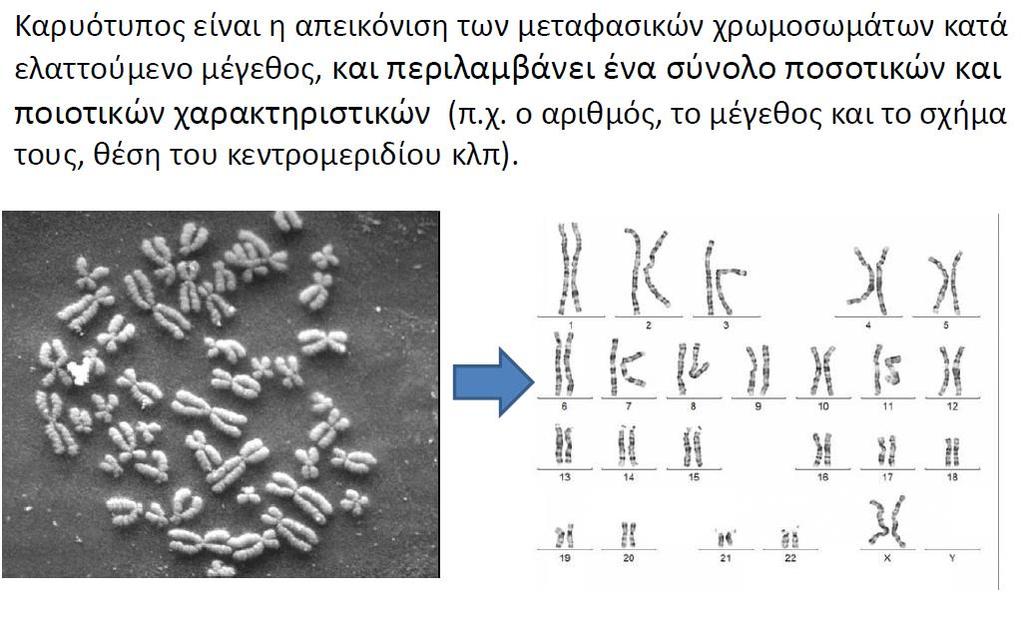 Καρυότυπος Η απεικόνιση των μεταφασικών χρωμοσωμάτων με βάση το μέγεθος και τη