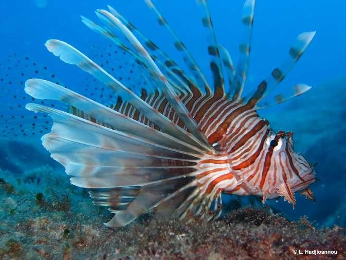 RELIONMED Preventing a LIONfish invasion in the MEDiterranean through early response and targeted Removal Αποτρέποντας την εισβολή του
