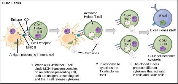 CD4 και CD8 T κύτταρα Η κύρια διαφορά μεταξύ των CD4 και CD8 T κυττάρων είναι ότι τα CD4 T κύτταρα χαρακτηρίζουν τα βοηθητικά