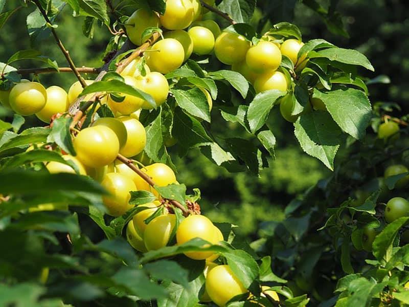 Υποοικογενεια Prunoideae ή Amygdaloideae Γένος Prunus Καρπός