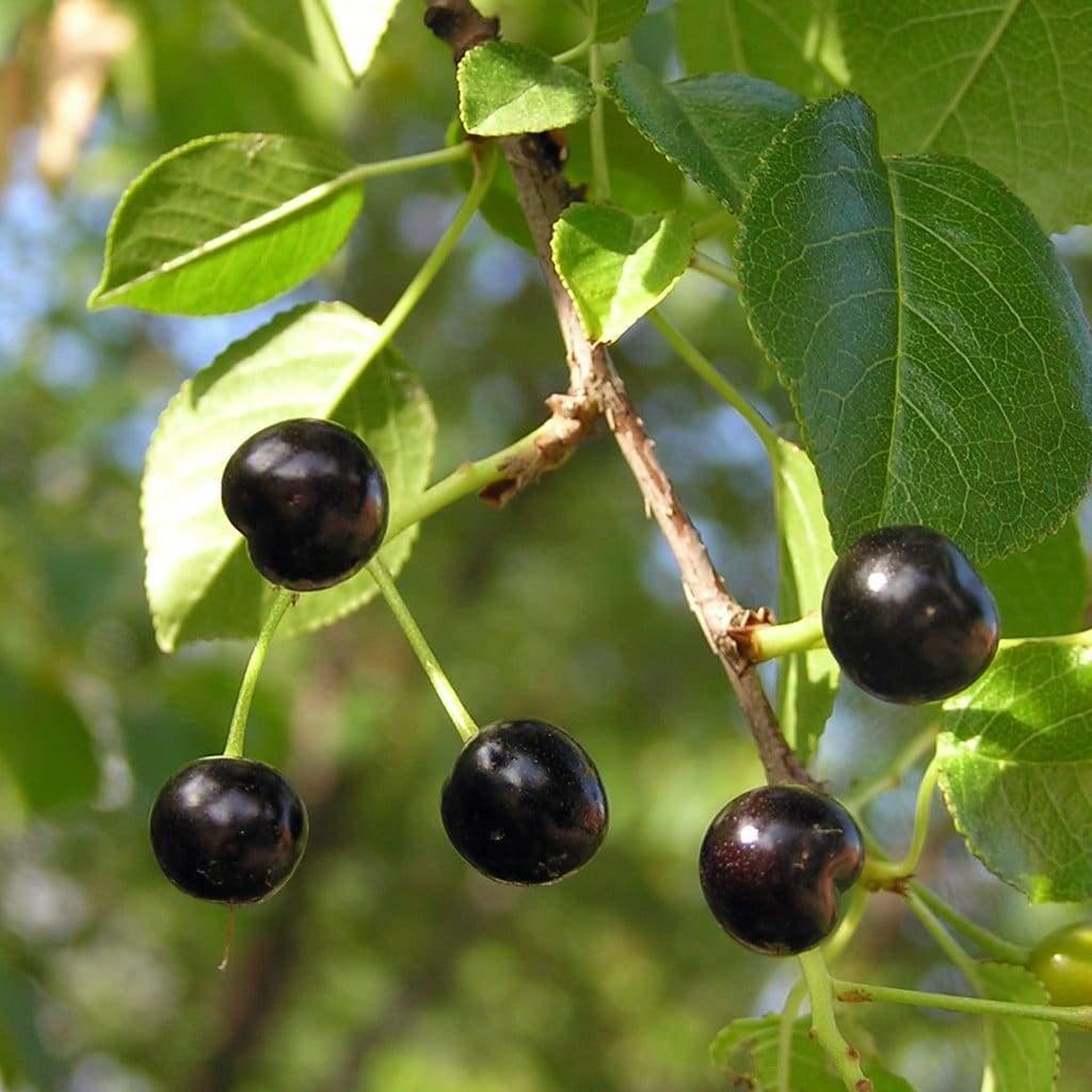 Υποοικογενεια Prunoideae ή Amygdaloideae Καρπός δρύπη