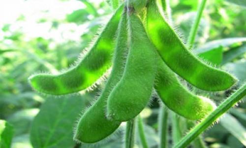 Υποοικογένεια Faboideae Γένος Glycine