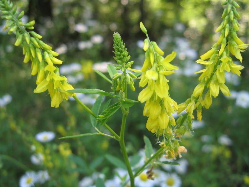 Υποοικογένεια Faboideae Γένος Melilotus Fabales