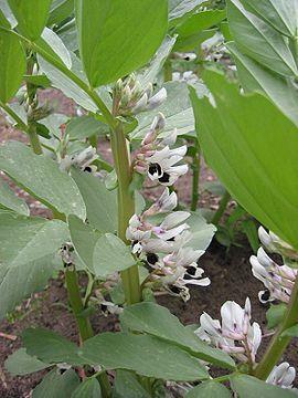 Υποοικογένεια Faboideae Γένος Vicia Fabales