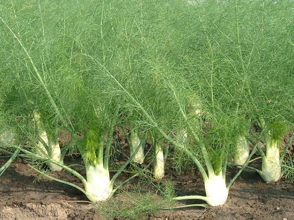 Γένος Foeniculum Apiales Apiaceae