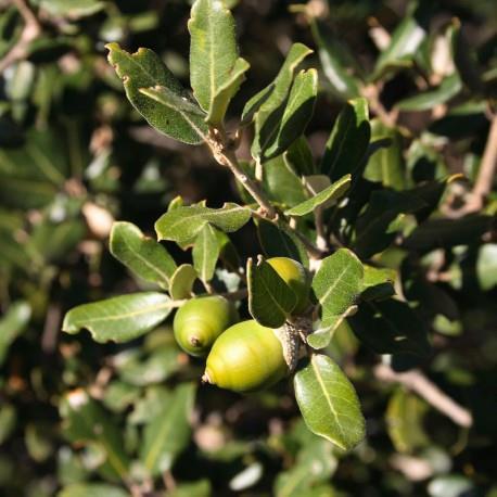 Γένος Quercus (Δρυς) Fagales