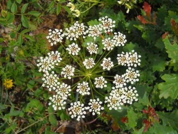 Γένος Pimpinella Apiales Apiaceae