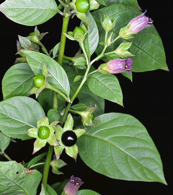 Γένος Αtropa Solanales Solanaceae