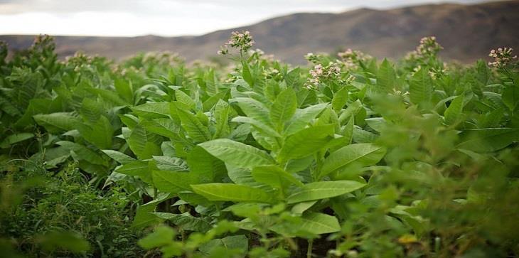 Γένος Νicotiana Solanales Solanaceae Nicotiana