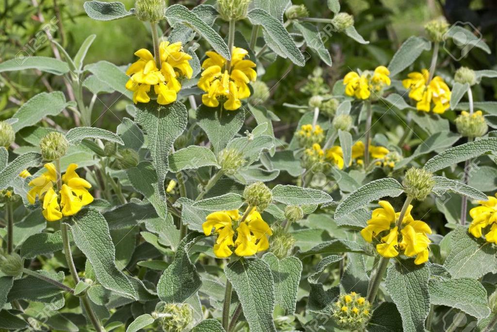 Γένος Phlomis Lamiales Lamiaceae