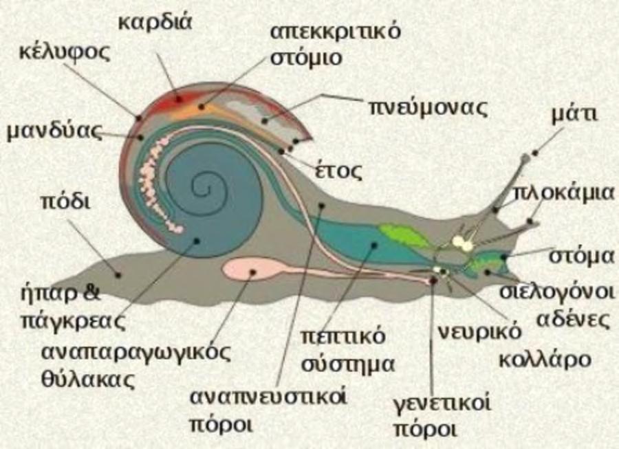 Εικόνα 2.6.: Ανατομία σαλιγκαριού (http://www.naoussasnails.gr/).