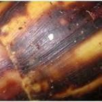 (http://snailbreeding.gr/exthroi-saligkariou/). Εικόνα 3.4.