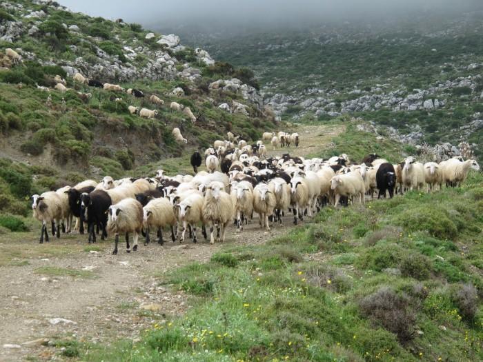 3. Εποχιακή μετακίνηση των ζώων Η μετακίνηση των ζώων σε λιβάδια με διαφορετικές εποχιακές αυξήσεις φυτών (Μετακινούμενη Ποιμενική Κτηνοτροφία) Το