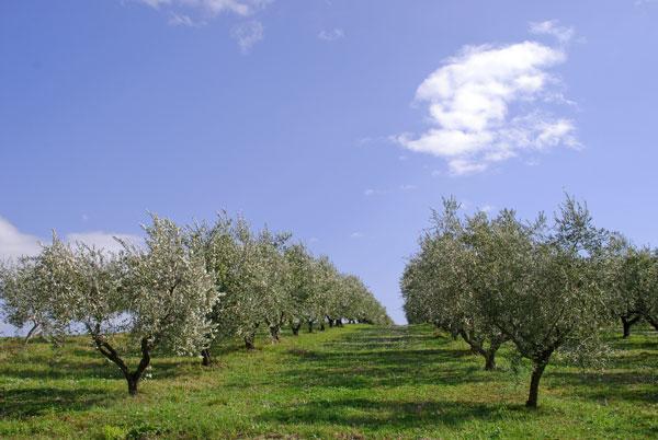 πηγών τροφής εξαρτώνται άμεσα από τις