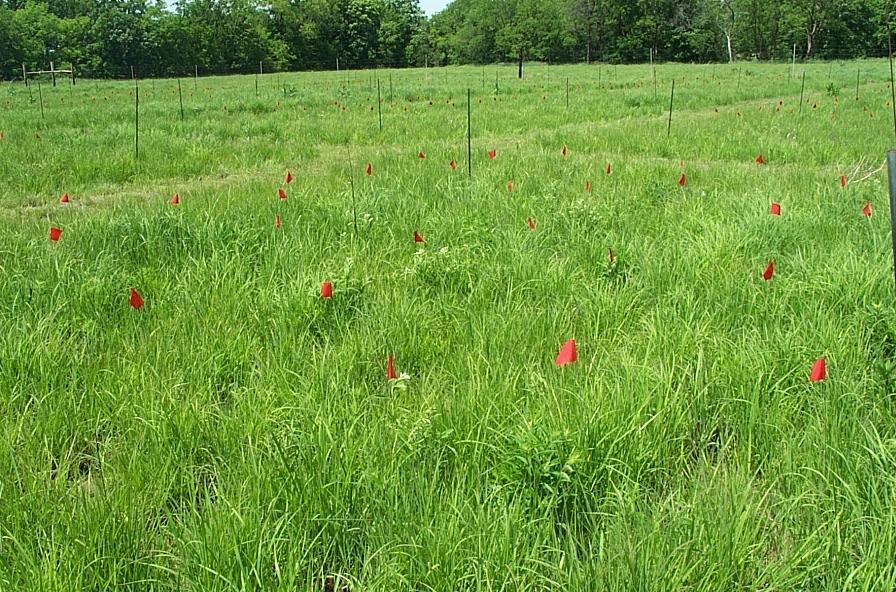 παραγωγή Φυτείες δένδρων και θάμνων (Agro forestry) Ξηροθερμικές τα είδη Atriplex