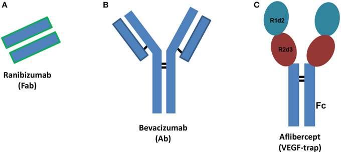 Anti-VEGF Ranibizumab (Lucentis): Fab, 76kDa, 3.