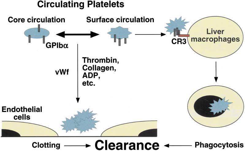 The clearance mechanism of chilled blood platelets Hoffmeister et al, Cell, 2003 Για την απομάκρυνση τους κυρίως στο ήπαρ ενοχοποιείται το κλάσμα GPIba (της GPIb) το οποίο στους 4 ο C αλλάζει