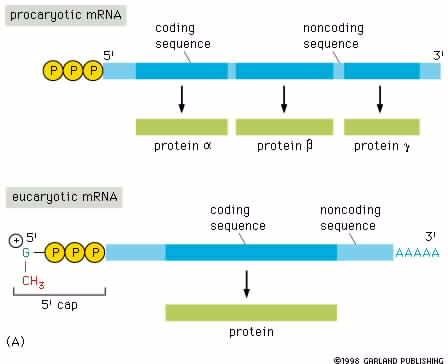 «Ωρίμανση» των ευκαρυωτικών RNAs Προκαρυωτικό mrna κωδική αλληλουχία μη-κωδική αλληλουχία