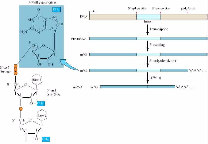 Επίπεδα «ωρίμανσης» των mrnas 7-μεθυλογουανοσίνη DNA θέση πολυαδενυλίωσης μεταγραφή προmrna