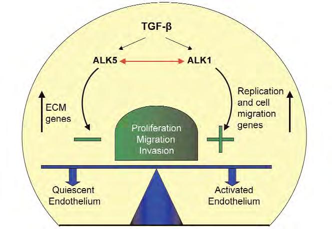 Εικόνα 14: Ο ALK1 αφού προσδέσει τον TGF-β φωσφορυλιώνει τις SMAD1/5/8 οι οποίες με τη σειρά τους δημιουργούν σύμπλοκο με την SMAD4 και εισέρχονται στον πυρήνα για να προωθήσουν την γονιδιακή έκφραση.